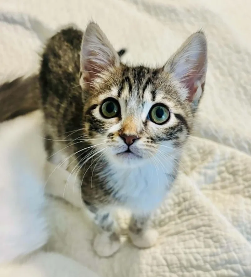 A young medium-sized male Domestic Short Hair cat named Pedro for adoption in Mansfield, TX
