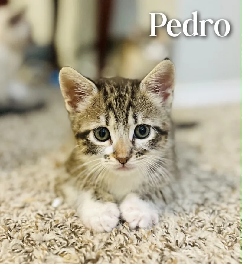 Pedro thumbnail 2