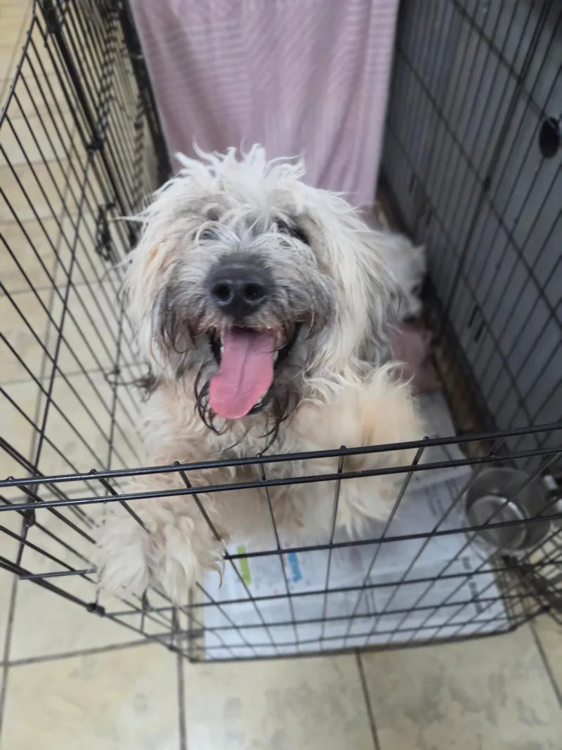 A young medium-sized male Wheaten Terrier dog named Will Wheaton for adoption in El Centro, CA