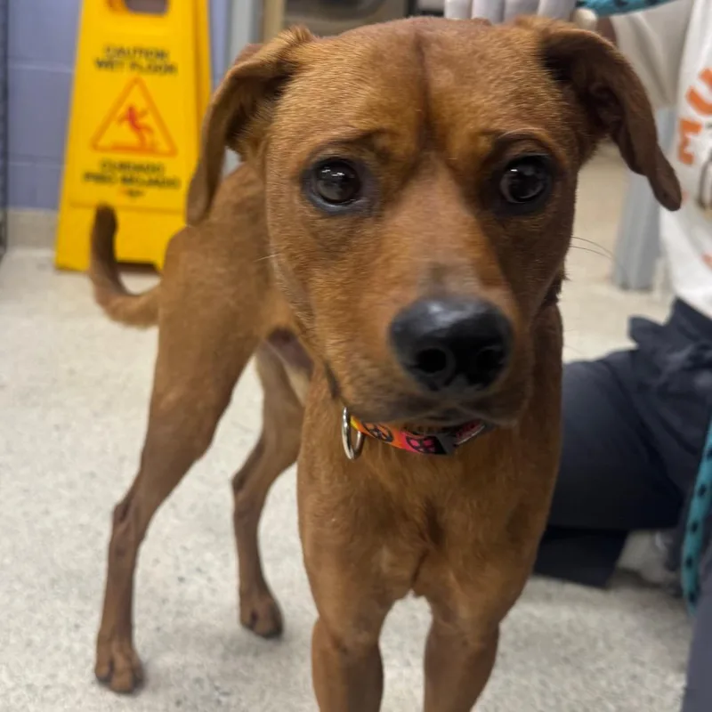 An adult small-sized male Mixed Breed dog named Trevor Lawrence for adoption in Jacksonville, FL