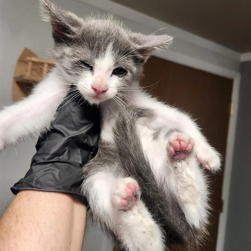 A baby small-sized female Gray / Blue / Silver Domestic Short Hair cat named Aquinnah Kathleen for adoption in Layton, UT