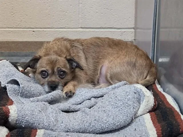 A senior small-sized female Brussels Griffon dog named Peaches for adoption in Martinez, CA