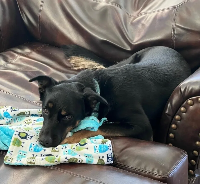 An adult large-sized female German Shepherd Dog dog named Ember for adoption in Sedalia, CO