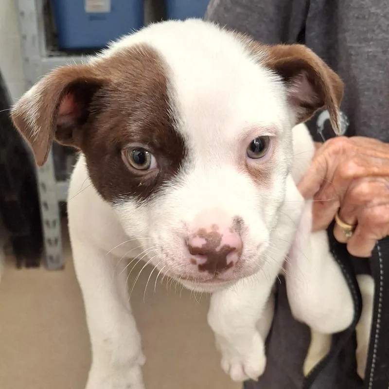 A baby small-sized male White / Cream American Staffordshire Terrier dog named Gordon for adoption in Zanesville, OH
