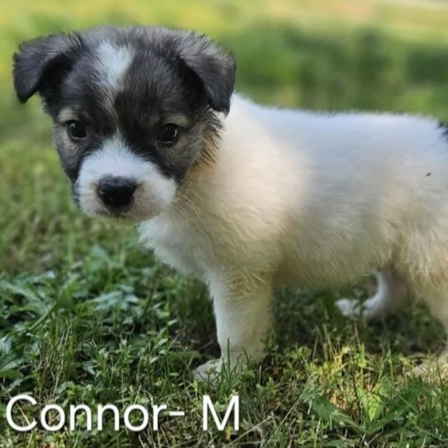 A baby medium-sized male White / Cream Collie dog named Connor for adoption in Griswold, CT