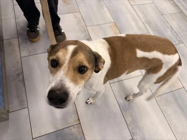 An adult medium-sized female Mixed Breed dog named Luna for adoption in Charlotte, NC