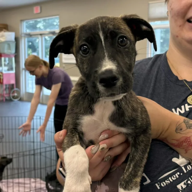 A baby small-sized male Brindle Mixed Breed dog named Espresso for adoption in West Olive, MI