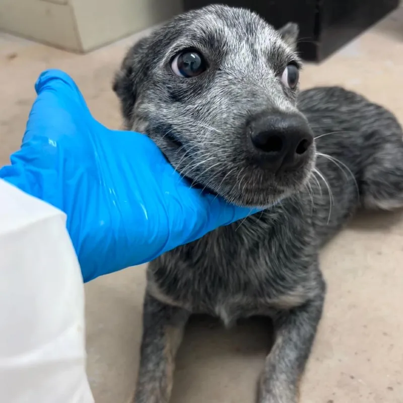 A baby small-sized female Black Australian Cattle Dog / Blue Heeler dog named Muffin for adoption in Edinburg, TX