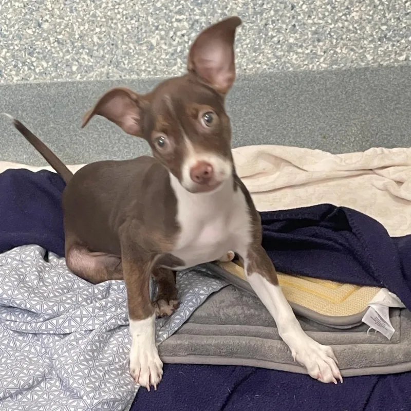 A baby small-sized female Brown / Chocolate Chihuahua dog named Deliza for adoption in Long Beach, CA