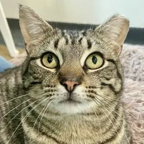 A young large-sized male Tabby (Brown / Chocolate) Domestic Short Hair cat named Teegs for adoption in Ithaca, NY