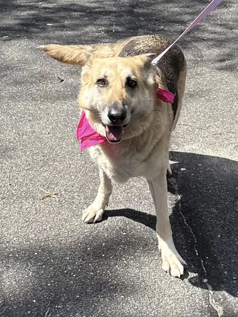 An adult large-sized female German Shepherd Dog dog named Adina for adoption in Old Westbury, NY