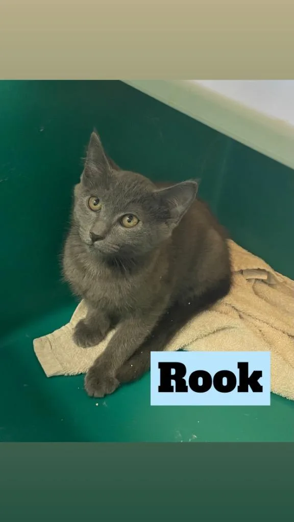 Rook