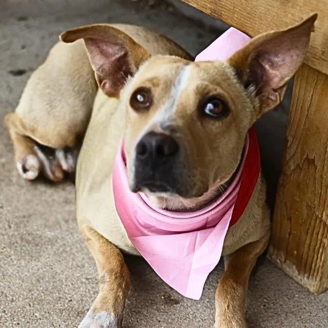 An adult medium-sized female Terrier dog named Herminie for adoption in San Antonio, TX