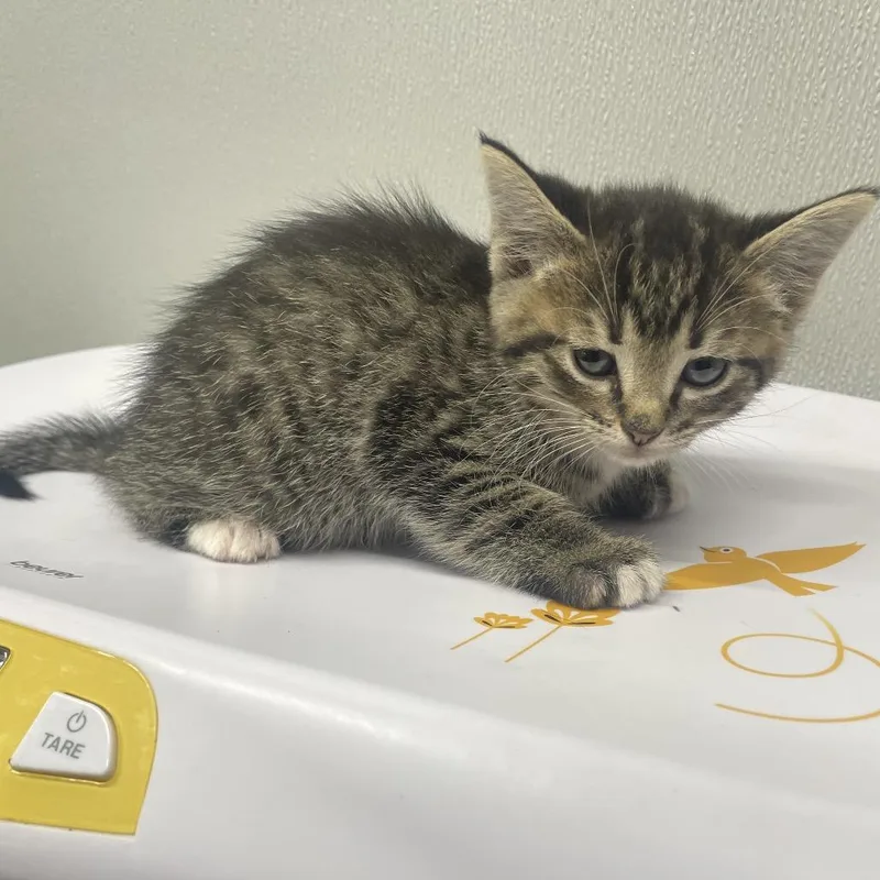 A baby small-sized female Brown / Chocolate Domestic Short Hair cat named Charlie for adoption in Clearwater, FL