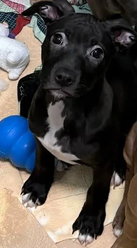 A baby medium-sized female Terrier dog named Aurora for adoption in Washington, DC