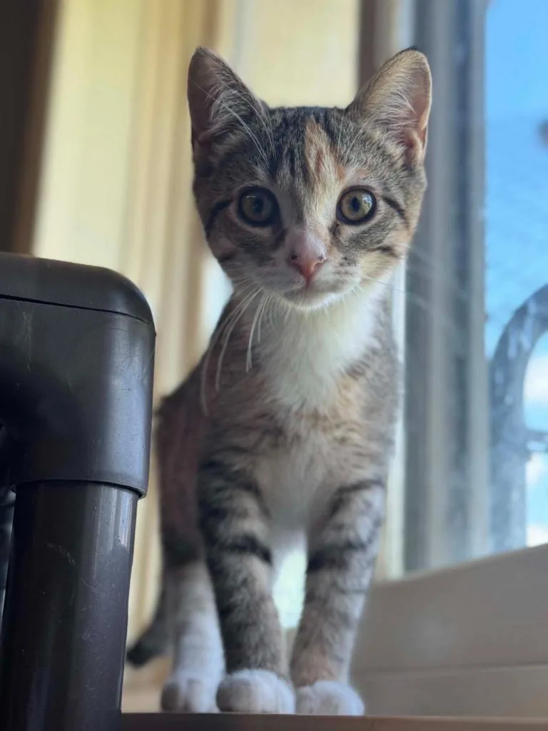 A baby small-sized female Domestic Short Hair cat named Syndi for adoption in Boone, IA