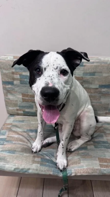 An adult large-sized female White / Cream Australian Cattle Dog / Blue Heeler dog named Rizzo for adoption in Austin, TX