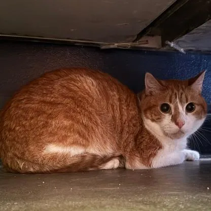 An adult small-sized male Orange / Red Domestic Short Hair cat named Fluff for adoption in Shawnee, KS