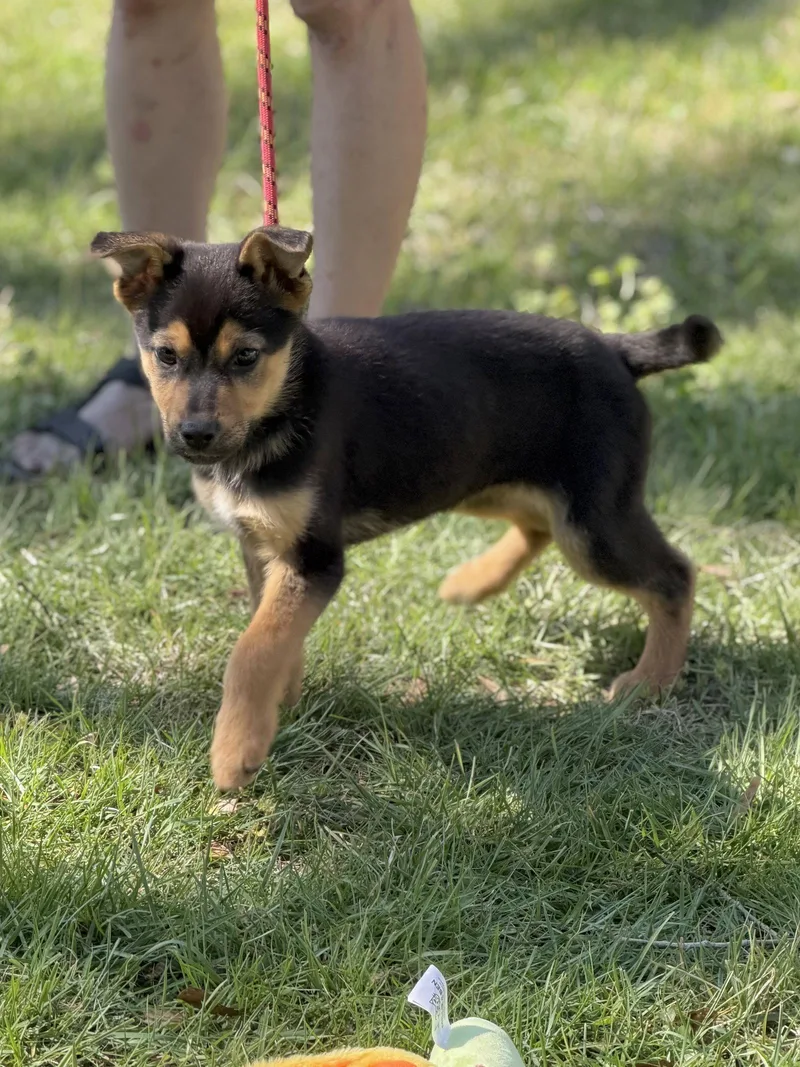 A baby small-sized female Shepherd dog named Emerald for adoption in Locust Fork, AL