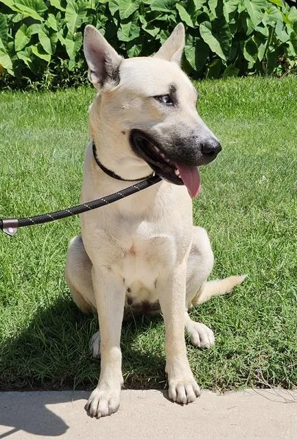 An adult large-sized female Husky dog named Lupita for adoption in San Antonio, TX