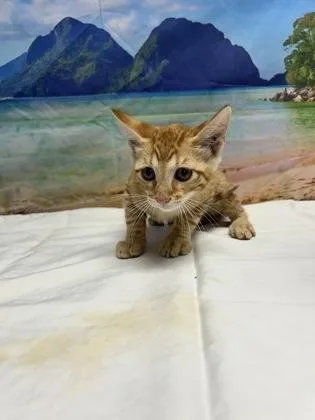 Bisque