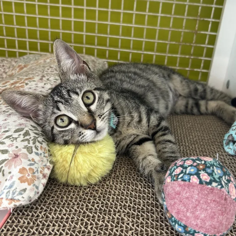 A baby small-sized female Buff / Tan / Fawn Domestic Short Hair cat named Marina for adoption in League City, TX