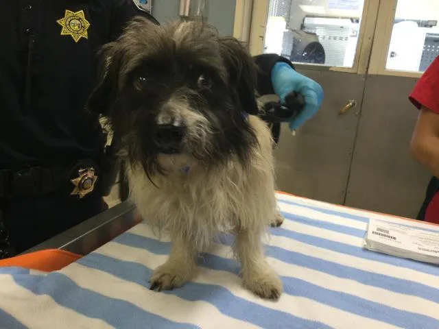 An adult small-sized male Terrier dog named Cracker for adoption in Riverside, CA