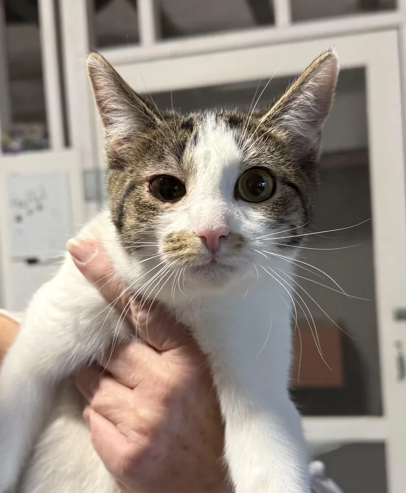 A baby medium-sized female Domestic Short Hair cat named Sally for adoption in Buena Vista, VA