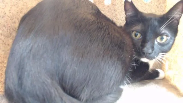 A young medium-sized male Domestic Short Hair cat named Roger for adoption in Downey, CA