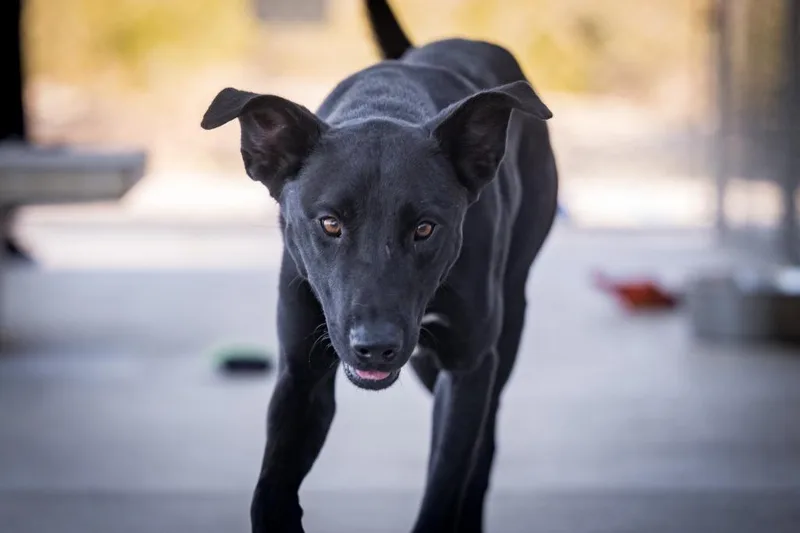 A baby large-sized male Shepherd dog named Jerry for adoption in Twentynine Palms, CA