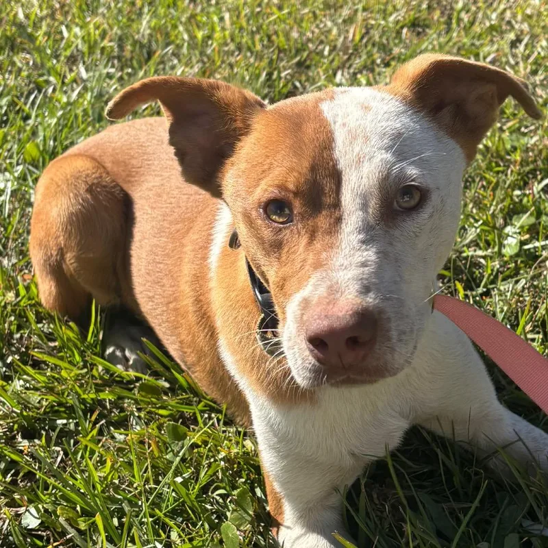A young medium-sized male Labrador Retriever dog named Lane for adoption in Hinesville, GA
