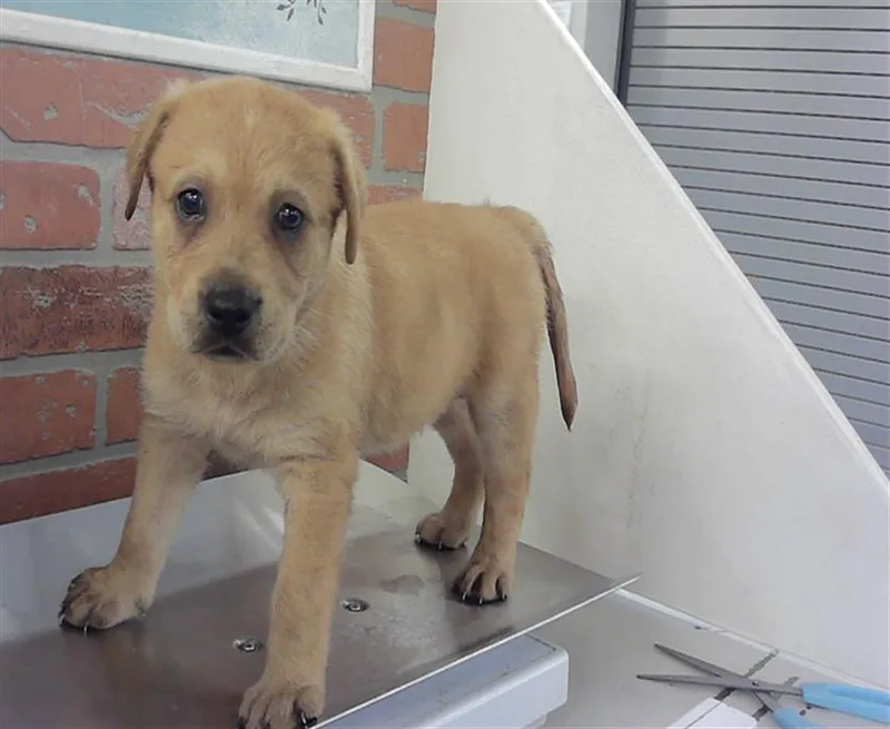 A baby small-sized male Labrador Retriever dog named Miguel for adoption in Houston, TX