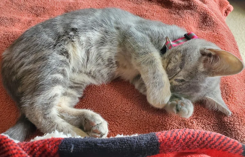 A baby medium-sized female Tabby (Gray / Blue / Silver) Domestic Short Hair cat named Penelope  bonded to for adoption in Portland, OR