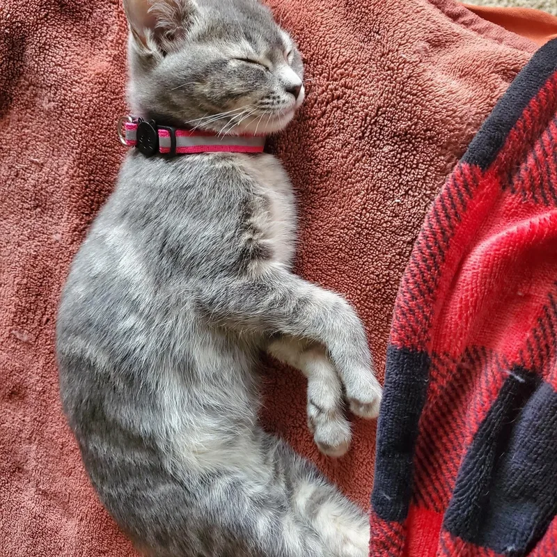 Penelope  bonded to thumbnail 2