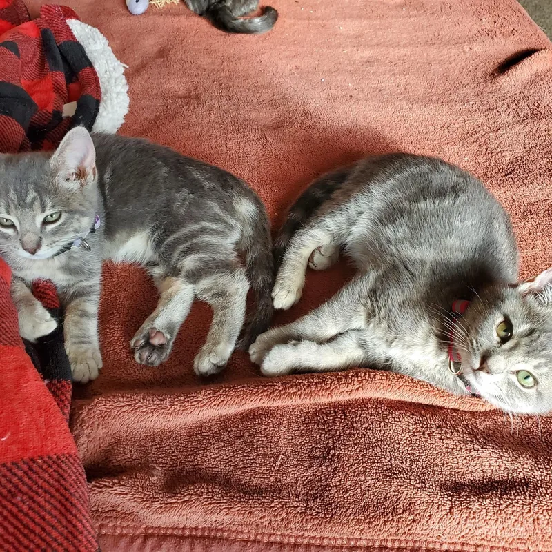 Penelope  bonded to thumbnail 3