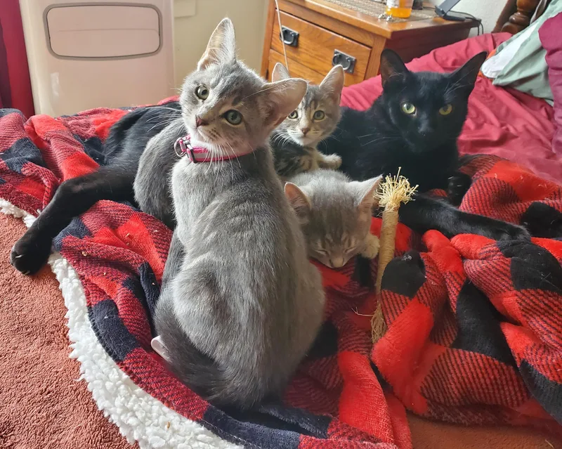 Penelope  bonded to thumbnail 4