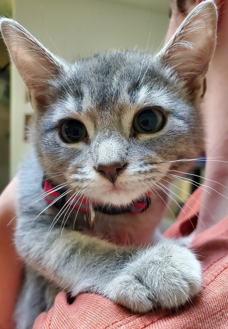 Penelope  bonded to thumbnail 5