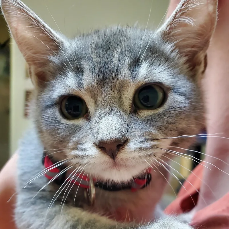 Penelope  bonded to thumbnail 6