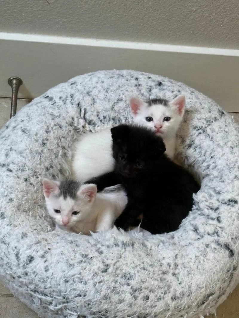 A baby small-sized male Black Domestic Short Hair cat named Scottsdale for adoption in Mission Viejo, CA