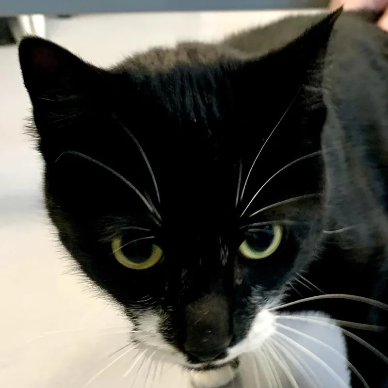 An adult large-sized female Black Domestic Short Hair cat named Remi for adoption in Boston, MA