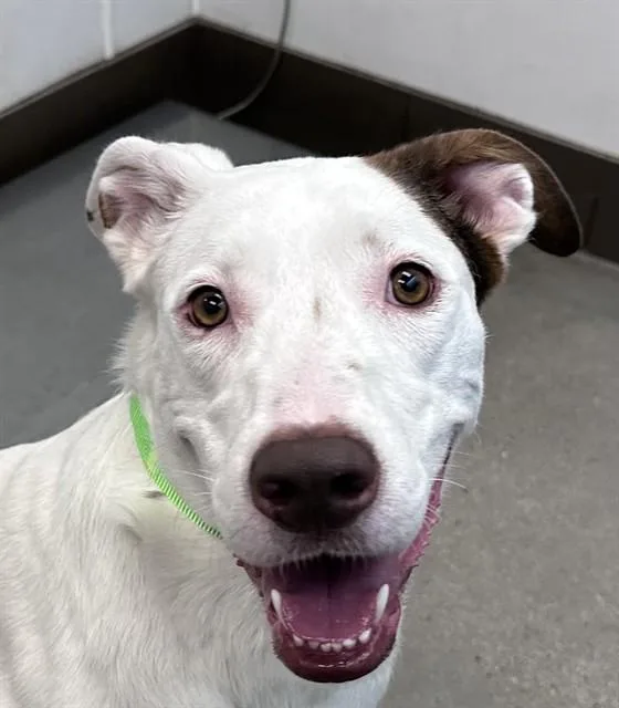 An adult large-sized female Terrier dog named Leela for adoption in Tucson, AZ