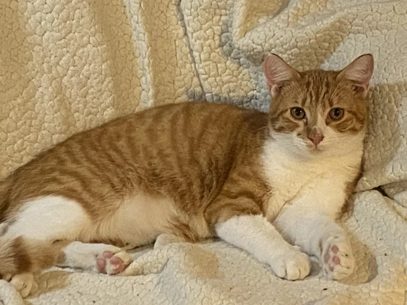 A young medium-sized male Orange & White Domestic Short Hair cat named Baxter for adoption in Beaumont, TX