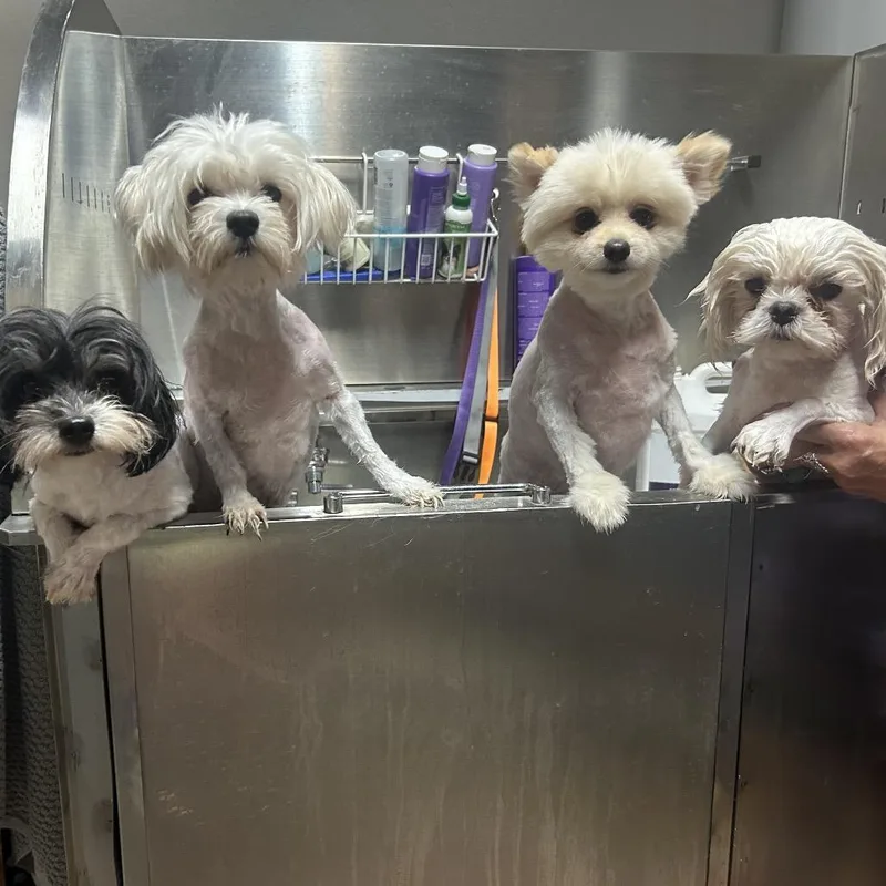 An adult small-sized male White / Cream Shih Tzu dog named Biscoff for adoption in Kyle, TX