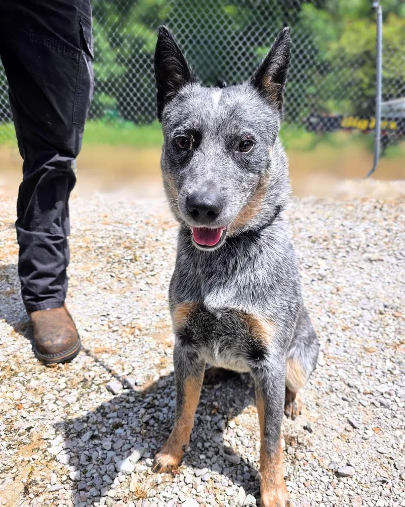 A young medium-sized male Gray / Blue / Silver Australian Cattle Dog / Blue Heeler dog named Stetson for adoption in Franklin, TN