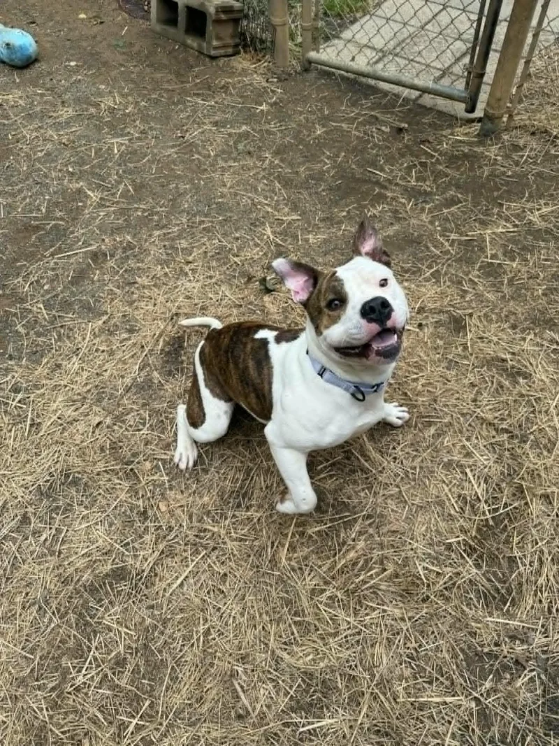 A young medium-sized female White / Cream Pit Bull Terrier dog named Ellie for adoption in Orange, VA