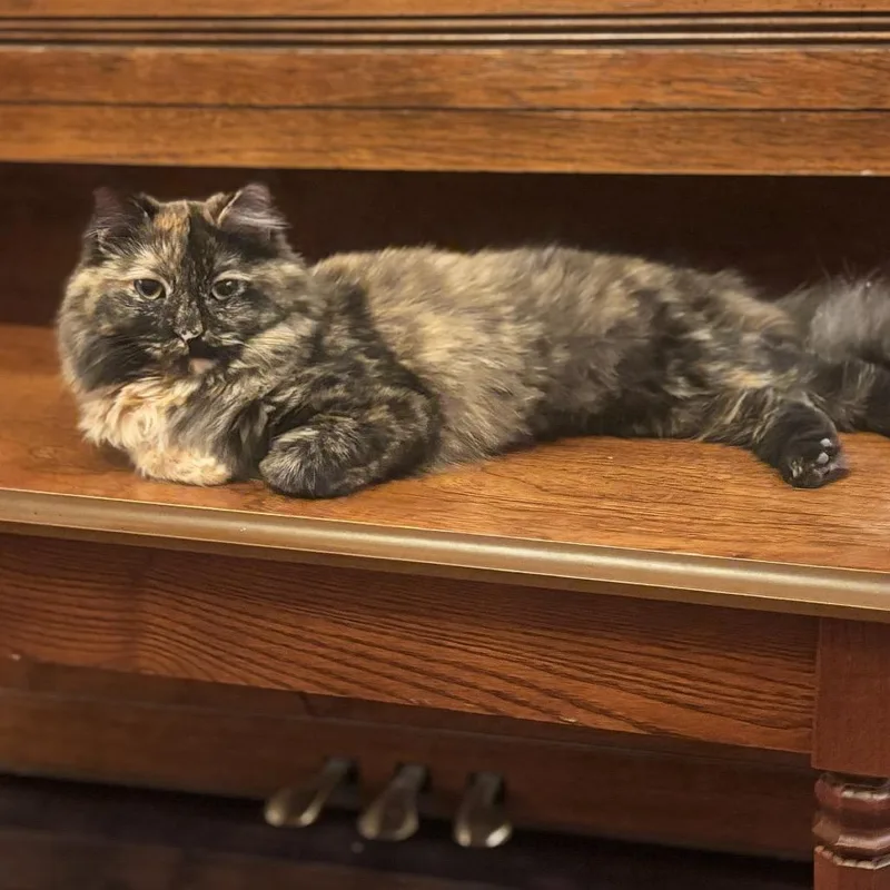 A young medium-sized female Tortoiseshell Domestic Medium Hair cat named Sandy for adoption in Yucca Valley, CA