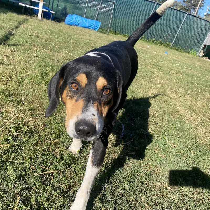 An adult large-sized male Black Treeing Walker Coonhound dog named Chubby for adoption in Caryville, TN