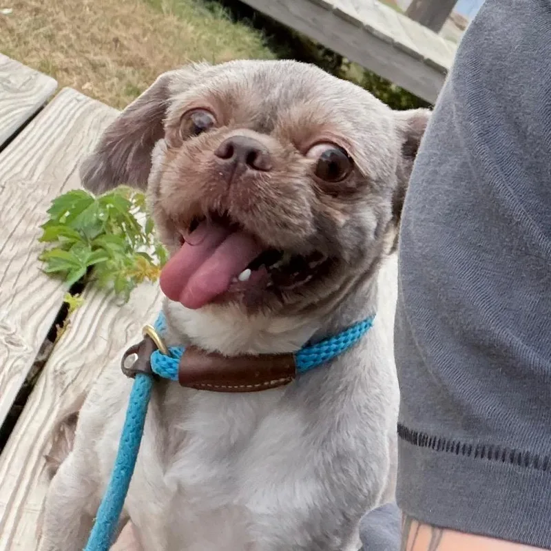 An adult small-sized male Shih Tzu dog named Gurgi for adoption in Austin, TX