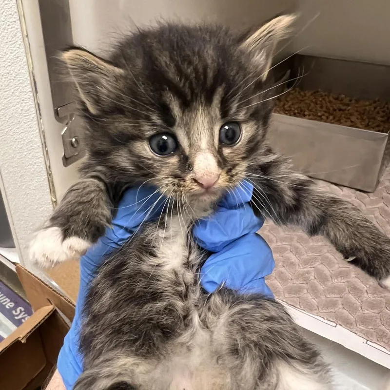 A baby small-sized male Gray / Blue / Silver Domestic Medium Hair cat named 72819 for adoption in Harrisonburg, VA