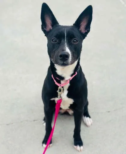 An adult large-sized female Mixed Breed dog named Sharon for adoption in West Chester, PA